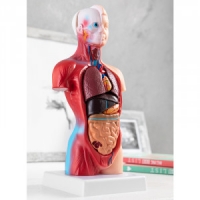 Norma  Anatomisches Körpermodell