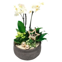 Aldi Süd  GARDENLINE® Orchidee u. a. im Kübelgefäß