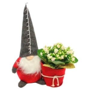 Aldi Süd  GARDENLINE® Weihnachtliches Arrangement