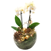 Aldi Süd  GARDENLINE® Orchidee u. a. im Glasgefäß