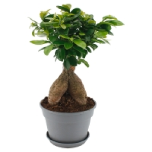 Aldi Süd  GARDENLINE® Ficus Ginseng