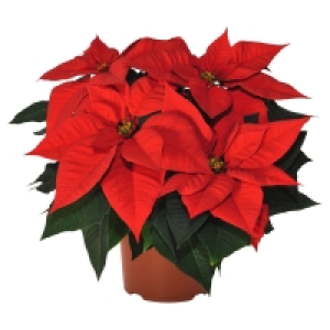 GARDENLINE® Weihnachtsstern