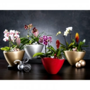 Norma  Exklusives Weihnachts-Arrangement