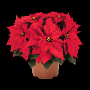 GARDENLINE Weihnachtsstern 2.49&nbsp;&euro;