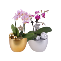 Edeka  Orchideen Phalaenopsis