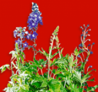 Delphinium