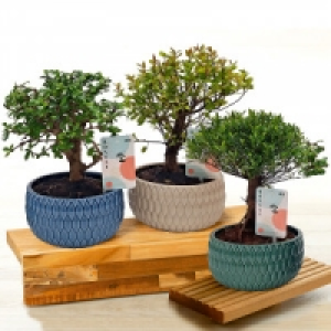 Norma  Bonsai in der Schale