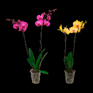 GARDENLINE Schmetterlings-Orchidee 6.99&nbsp;&euro;