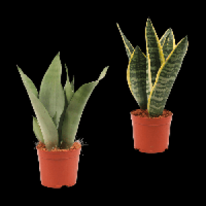 GARDENLINE Sansevieria 3.99&nbsp;&euro;