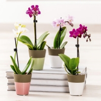 Norma Finest Garden Mini-Orchidee