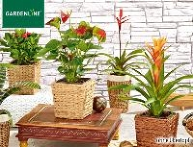Exotische Pflanze 2.99 €
