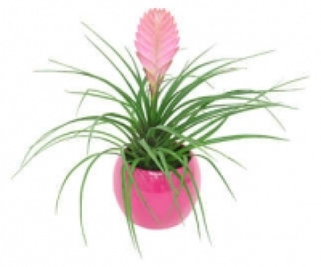 Bromelie im Keramik-Übertopf 5.99 €
