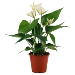 GARDENLINE® Zimmerpflanzen-Mix 4.49 €