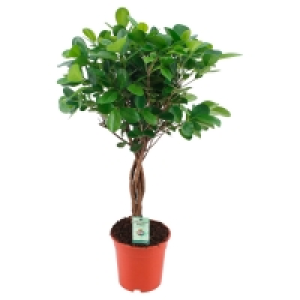 GARDENLINE® Zimmerpflanzen-Mix 9.99 €