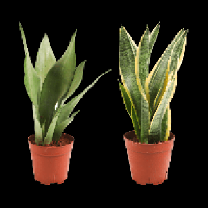 GARDENLINE Sansevieria 5.99&nbsp;&euro;