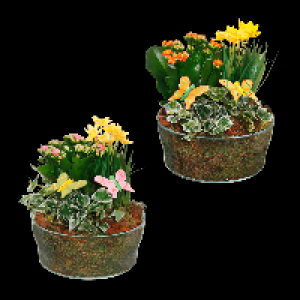 Aldi Nord Gardenline GARDENLINE Frühlingsschale