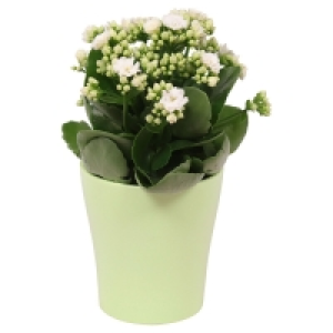 GARDENLINE® Kalanchoe 3.99 €
