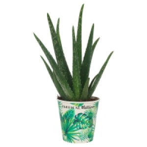 GARDENLINE® Grünpflanze Tropical Nature
