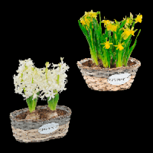 GARDENLINE Blumenzwiebeln im Gef&auml;&szlig; 4.99&nbsp;&euro;