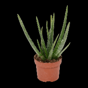 GARDENLINE Aloe vera 2.99&nbsp;&euro;