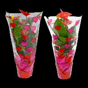 GARDENLINE Anthurie 4.99 €