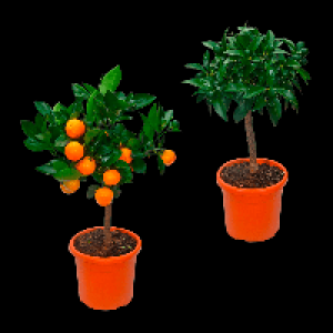 GARDENLINE Zitrusbäumchen 14.99 €