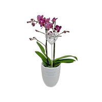 Edeka  Orchidee Phalaenopsis