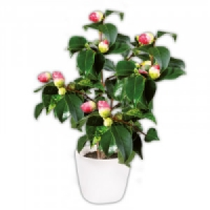 Kamelie 6.99 €