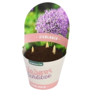 GARDENLINE Allium (Zierlauch) 3.99 €
