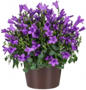 Glockenblume 2.49 €