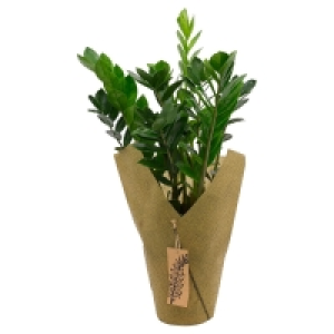 GARDENLINE® Grünpflanze 9.99 €