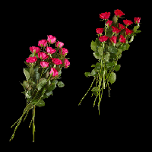 GARDENLINE Rosen 1.99 €