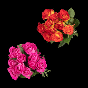 GARDENLINE Fairtrade-Rosen 2.99&nbsp;&euro;