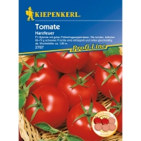 OBI  Kiepenkerl Profi-Line Tomaten Harzfeuer F1-Hybride