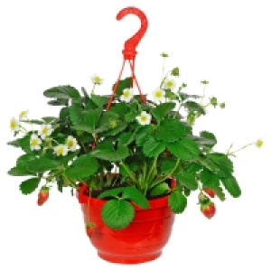 GARDENLINE Erdbeerpflanze 4.29 €