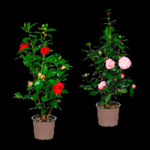 GARDENLINE Kamelie 11.99 €