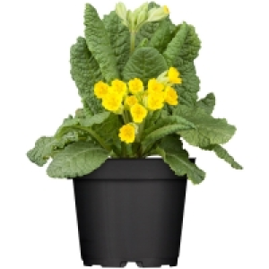 OBI  GROW by OBI Echte Schlüsselblume Topf-Ø ca. 10,5 cm Primula veris