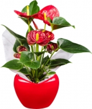 Flamingoblume in Herzkeramik 6.99 €