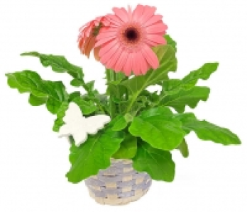 Kaufland  Gerbera im Korb