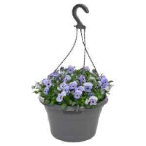 Aldi Süd  GARDENLINE Viola Ampelpflanze