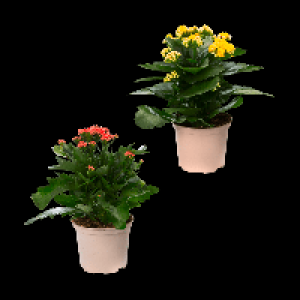 GARDENLINE Kalanchoe 1.99 €