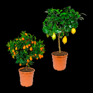 GARDENLINE Mediterranes St&auml;mmchen 19.99&nbsp;&euro;