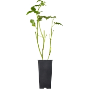 OBI  GROW by OBI Bio Brombeere Black Satin Schwarz Topf ca. 2 l Rubus