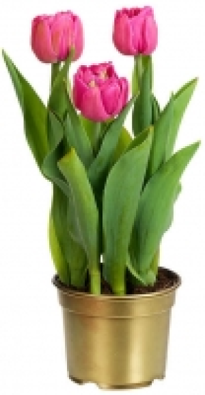 Kaufland  Tulpe