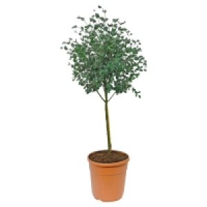 Aldi Süd  GARDENLINE Italienische Stämmchen