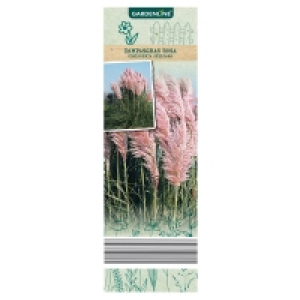 GARDENLINE Pampasgras 1.99 €