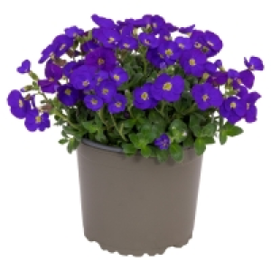 Aldi Süd  GARDENLINE Narzissen oder Aubretia-Mix