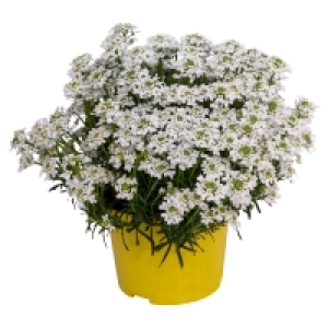 GARDENLINE Bienenstauden 2.49 €