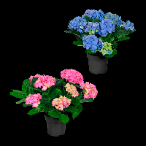 Aldi Nord Gardenline GARDENLINE Hortensien-Busch (Hydrangea macrophylla)