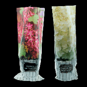 GARDENLINE Rispenhortensie / Blütenstrauch 4.99 €